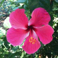 flower-resized flower-resized